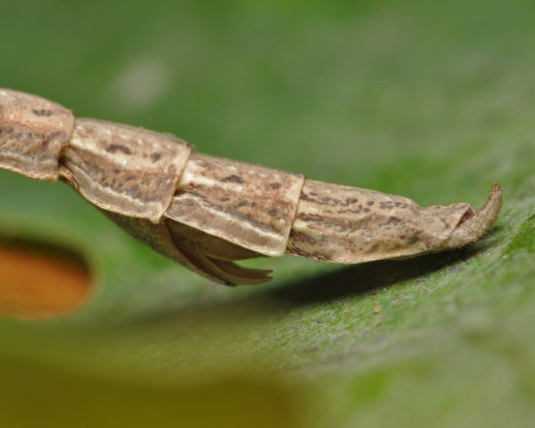 Bacillus rossius redtenbacheri